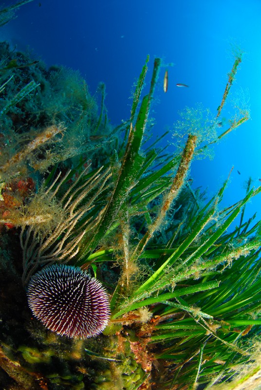 sea urchin and posidonia